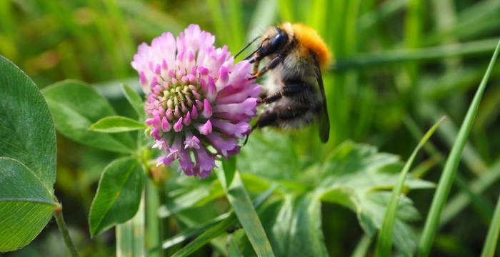 Wildbiene an Wiesen-Klee
