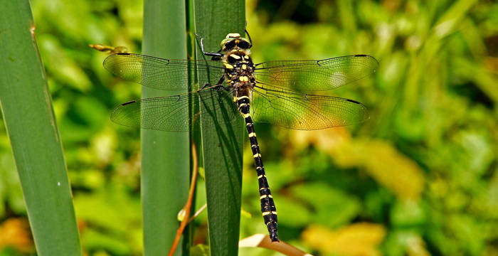 Gestreifte Quelljungfer an Schwertlilie