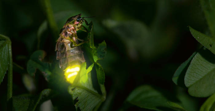 Leuchtendes Glühwürmchen