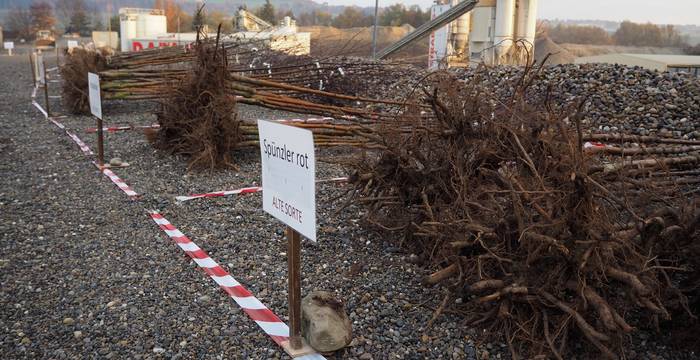 Hochstammbäume der Hochstammaktion