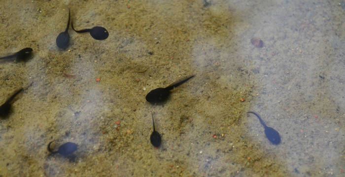 Kaulquappen im Wasser