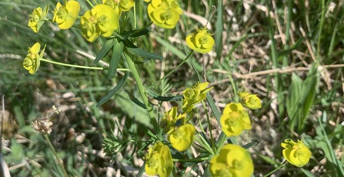 Cyprese Spurge am Schutzgebiet Immenberg