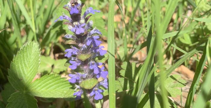 Ajuga Reptans am Schutzgebiet Immenberg