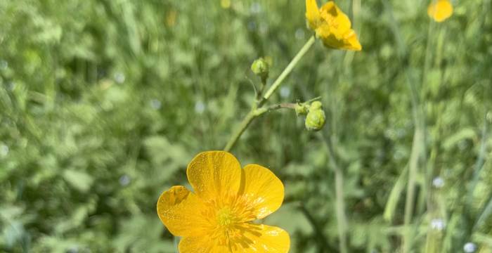 Hahnenfuss im Schutzgebiet Lengwiler Weiher