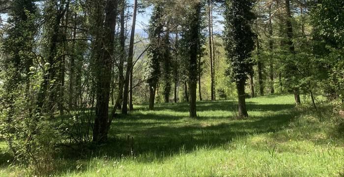 Wald im Schutzgebiet Immenberg
