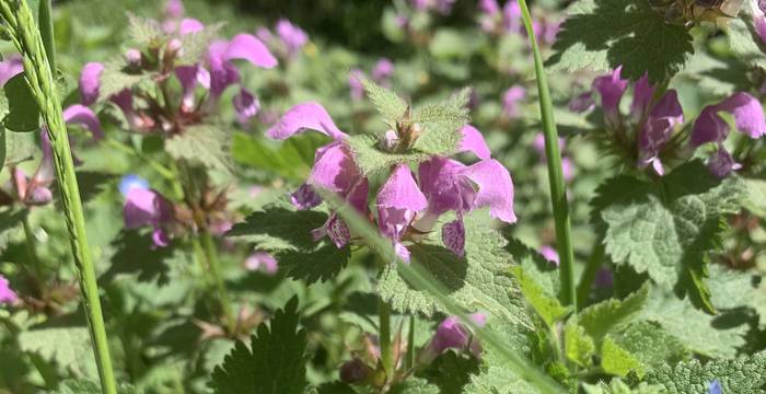 Lamium Maculatum im Schutzgebiet Lengwiler Weiher