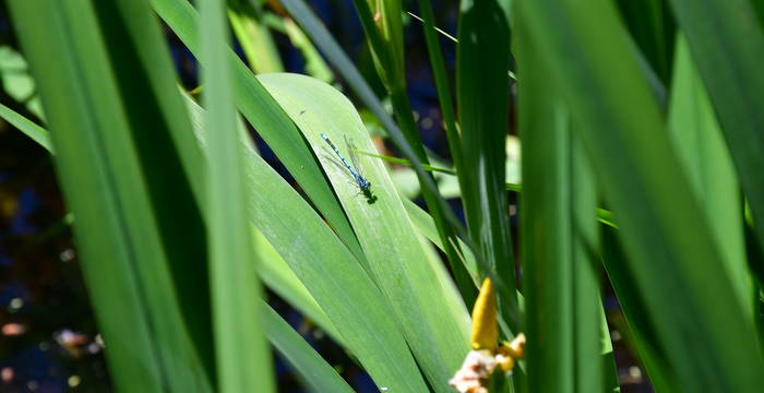 Azurjungfer Libelle im Schutzgebiet Hudelmoos