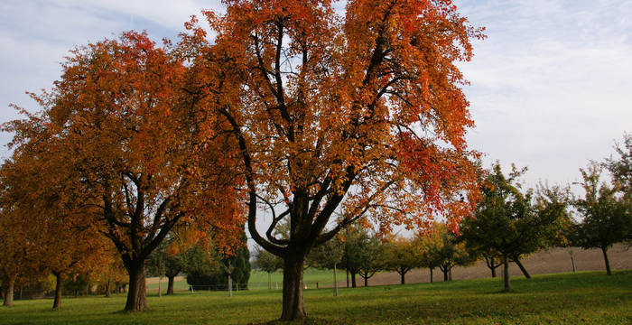 Thurgauer Hochstammbäume in Herbstfarben