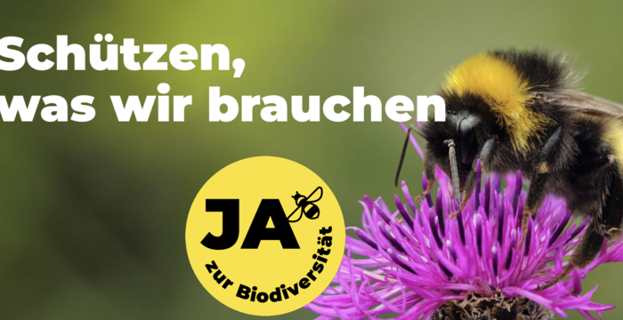 Hummel auf Glockenblume