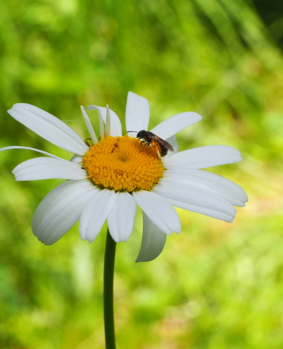 Wildbiene auf Wiesenmargerite