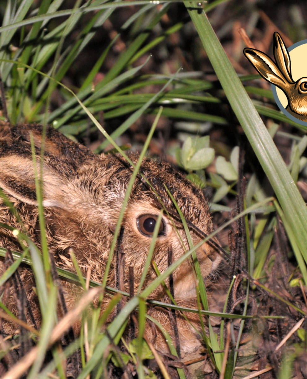 Junger Feldhase duckt sich im Acker