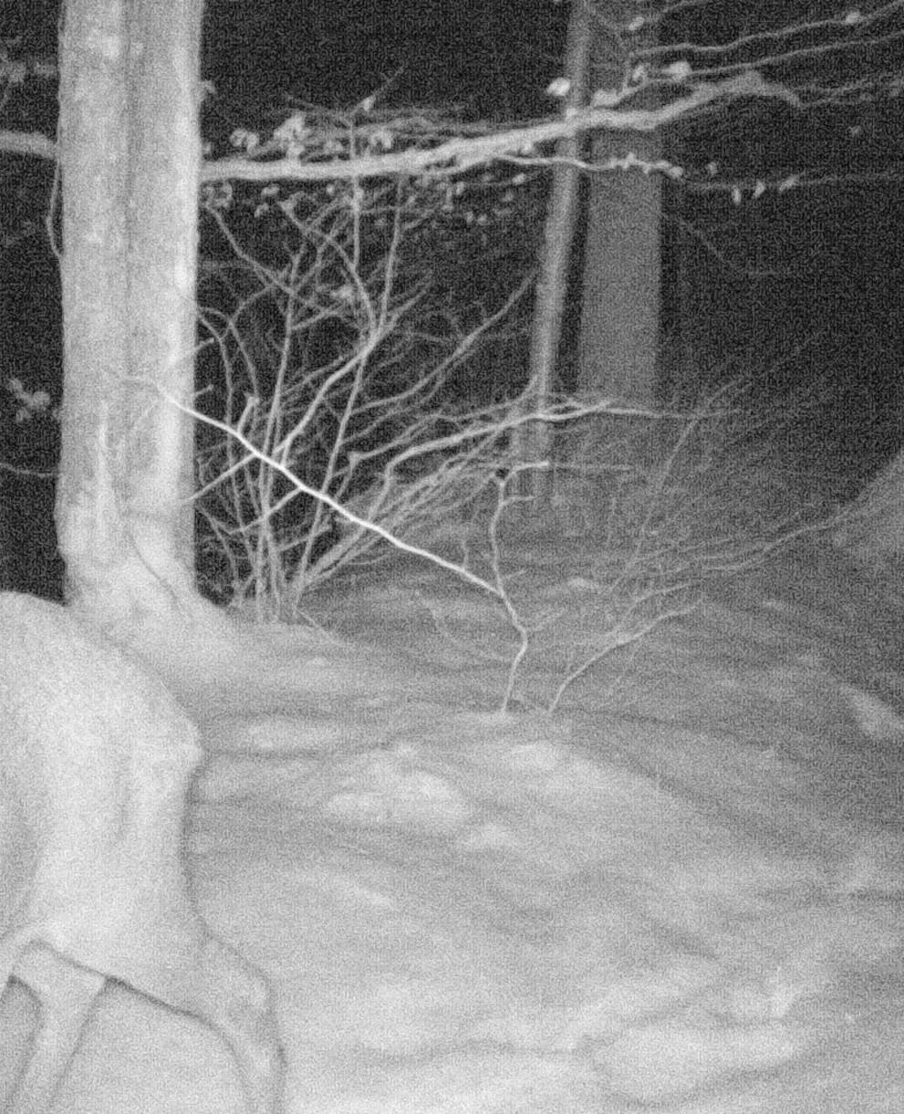 Fotofallenaufnahme mit Reh @ kathrinwittgen