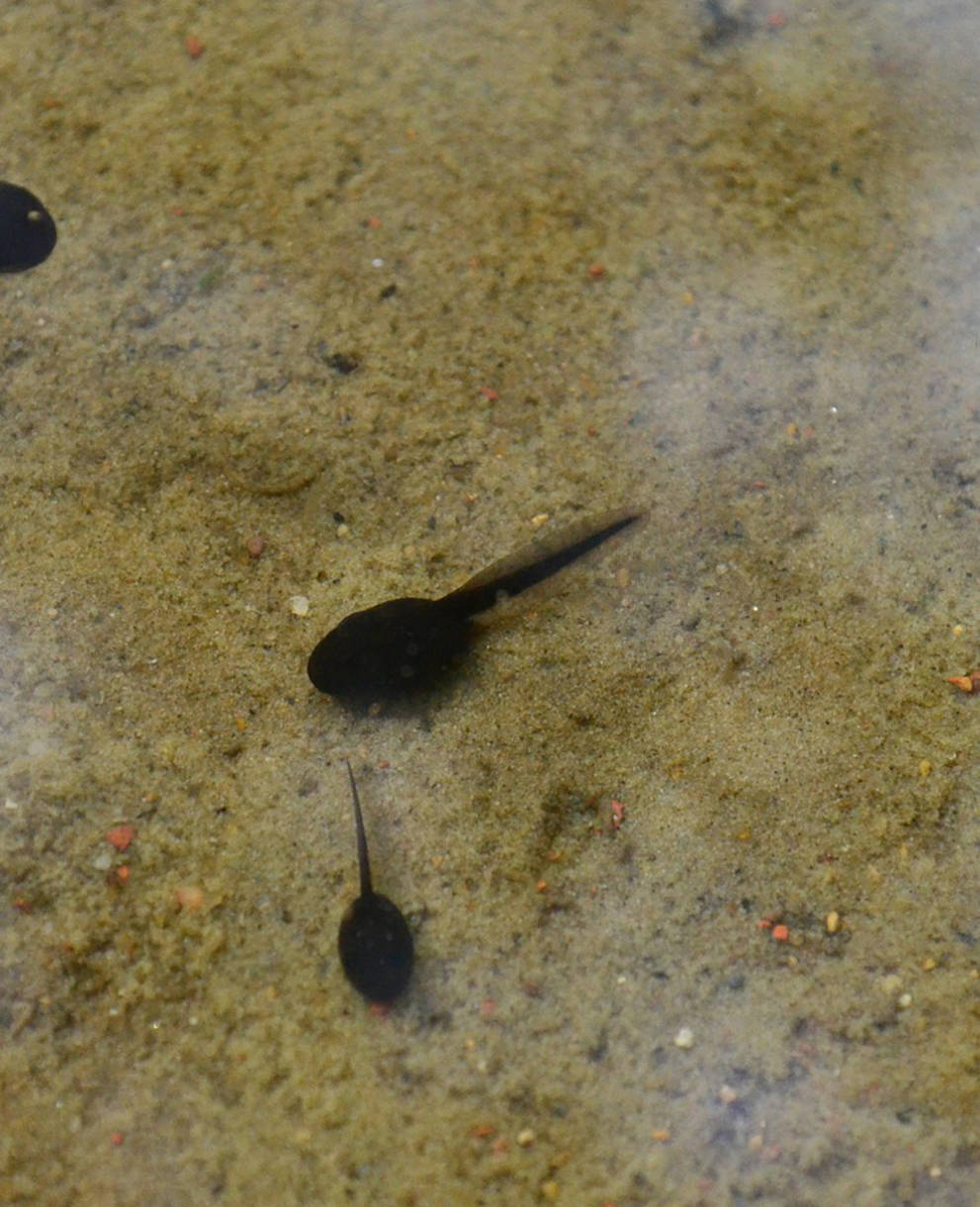 Kaulquappen im Wasser