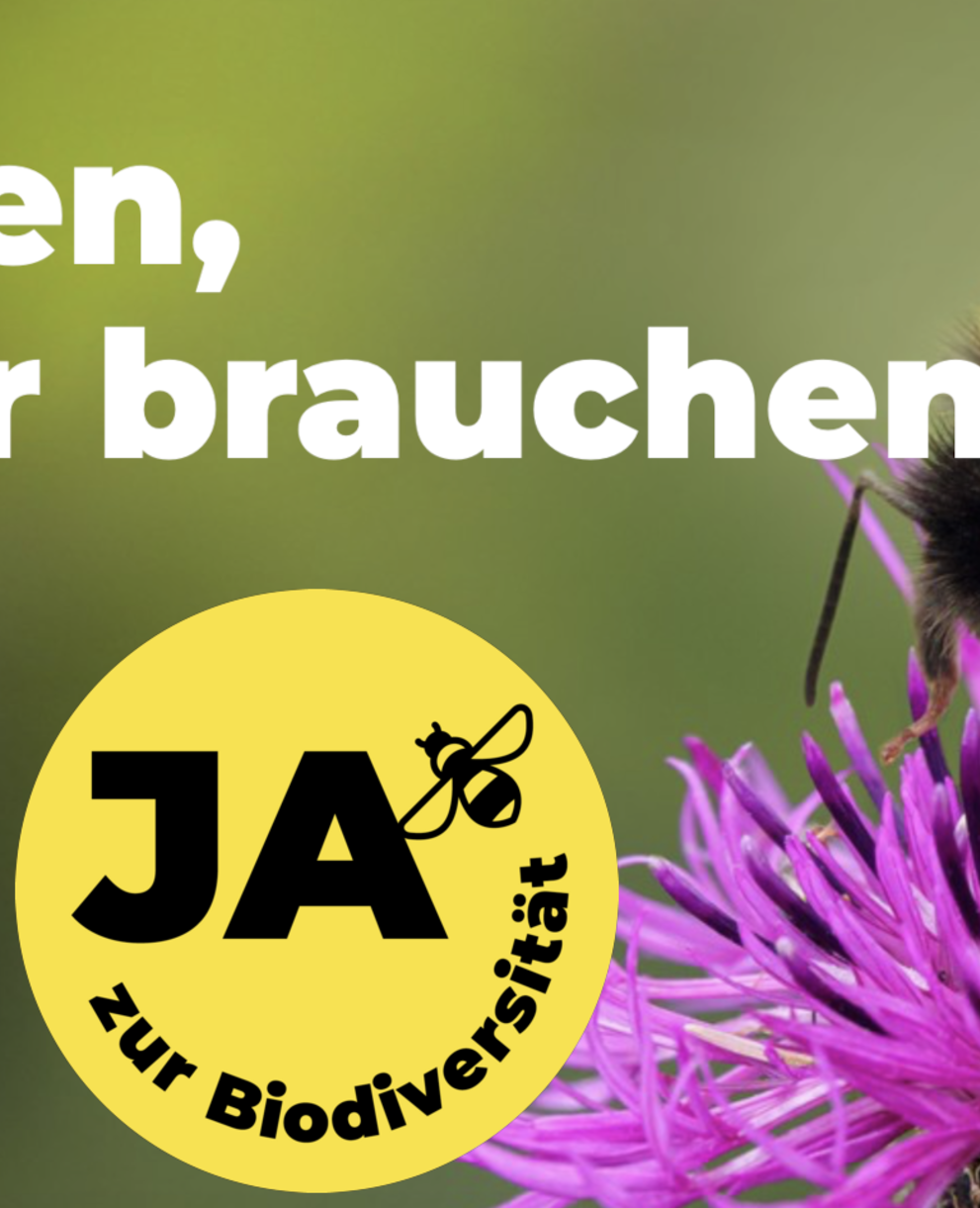 Hummel auf Glockenblume