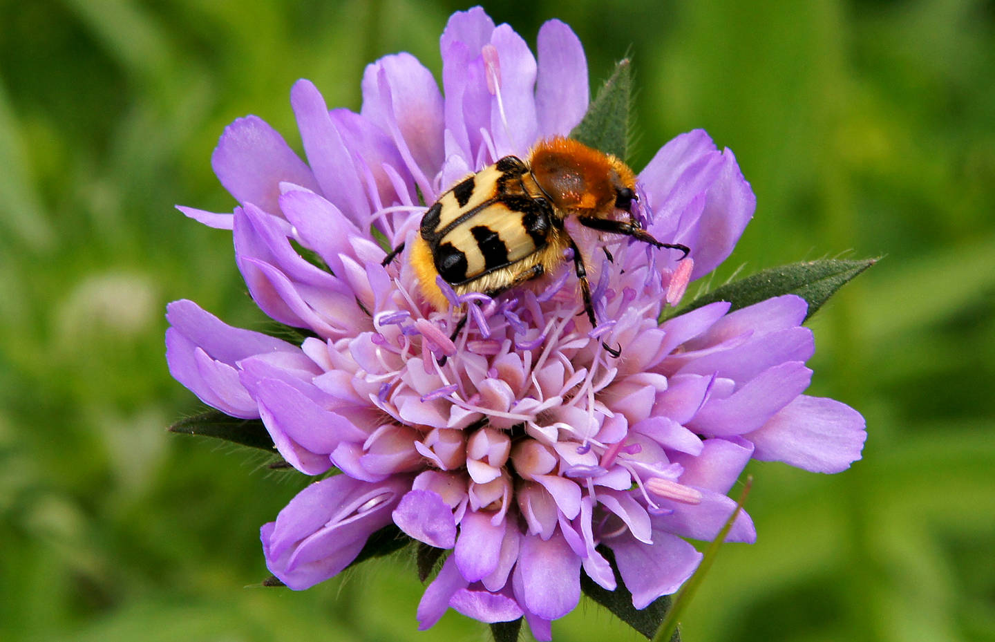 Ein Pinselkäfer sammelt Pollen einer Witwenblume