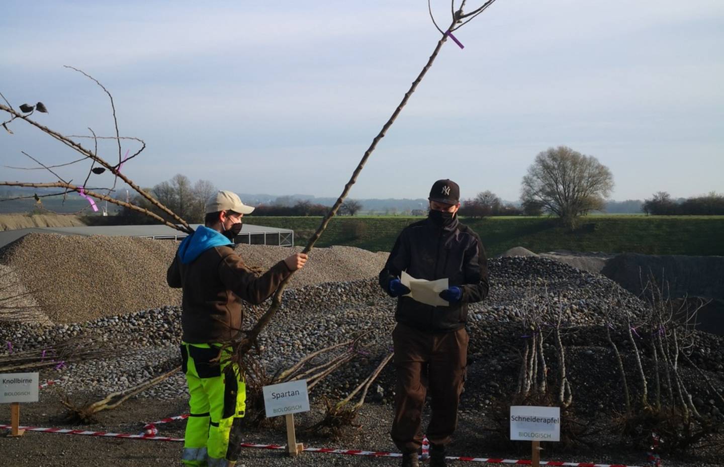 Sortieren der Jungbaeume